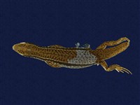 藏品(印度蜓蜥)的圖片